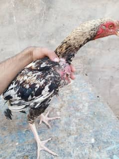 aseel 2 male 4 females breeder + 1 fancy  male 4 females free