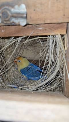 Adult pairs and ready to breed birds