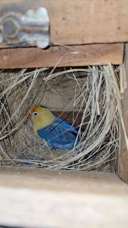 Adult pairs and ready to breed birds 0