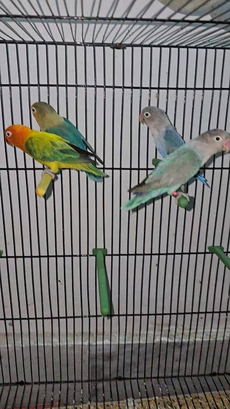 Adult pairs and ready to breed birds 1