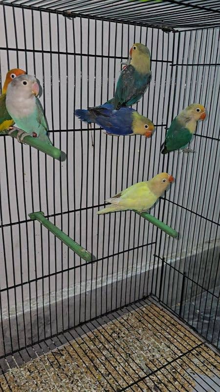 Adult pairs and ready to breed birds 2