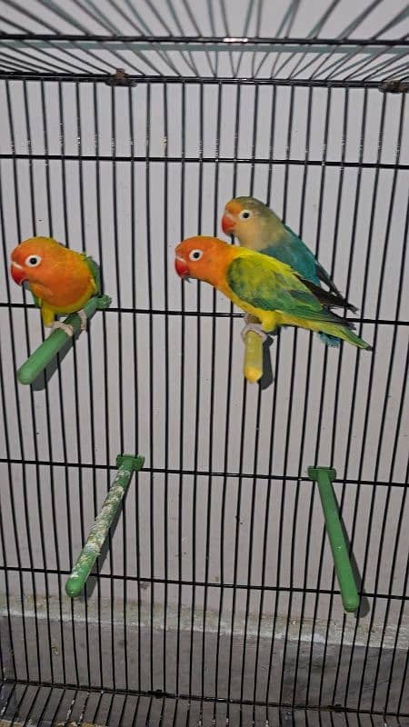 Adult pairs and ready to breed birds 3