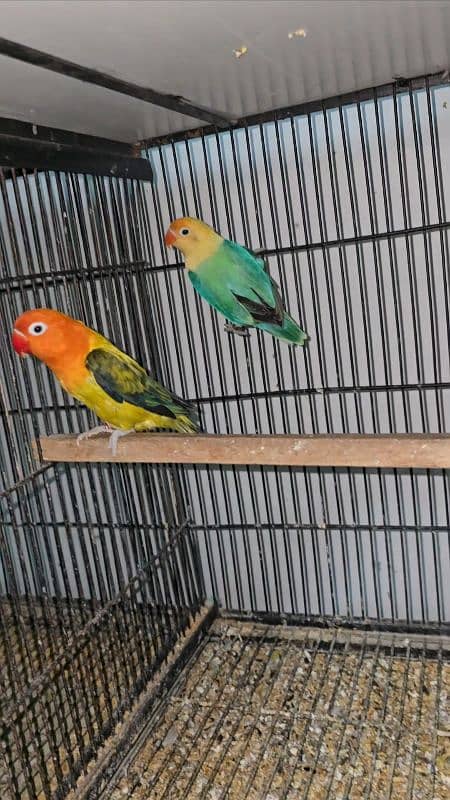 Adult pairs and ready to breed birds 4