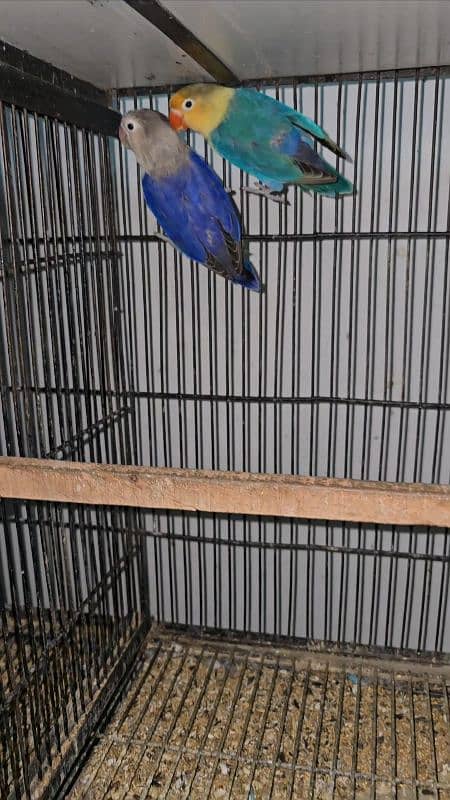 Adult pairs and ready to breed birds 5