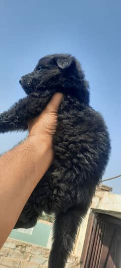 Black anten.  Black German Shepherd 3male pups for Sale