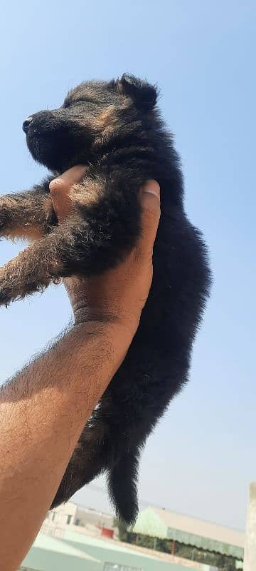 Black German Shepherd 3male pups for Sale 1