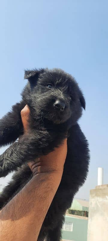 Black German Shepherd 3male pups for Sale 2