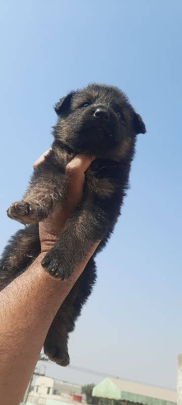 Black German Shepherd 3male pups for Sale 3