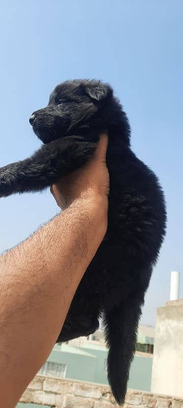 Black German Shepherd 3male pups for Sale 4