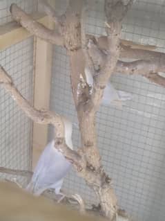 3 lovebirds 1 violet,  blue opaline pale fallow