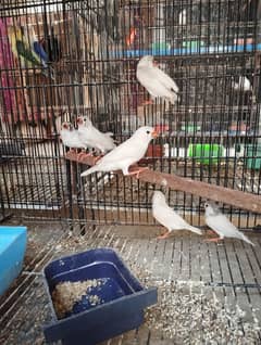 White chick and white common finch zebra java bird