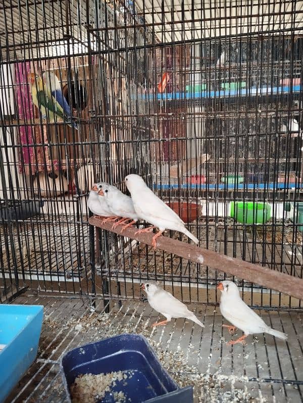 White chick and white common finch zebra java bird 2