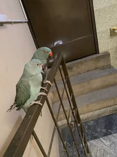 light blue parrot