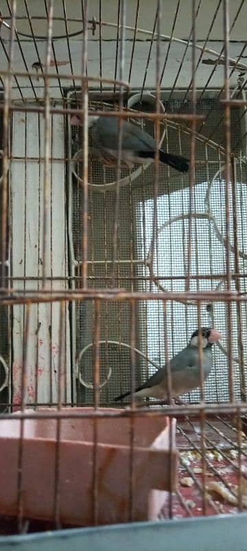 Java finches 1