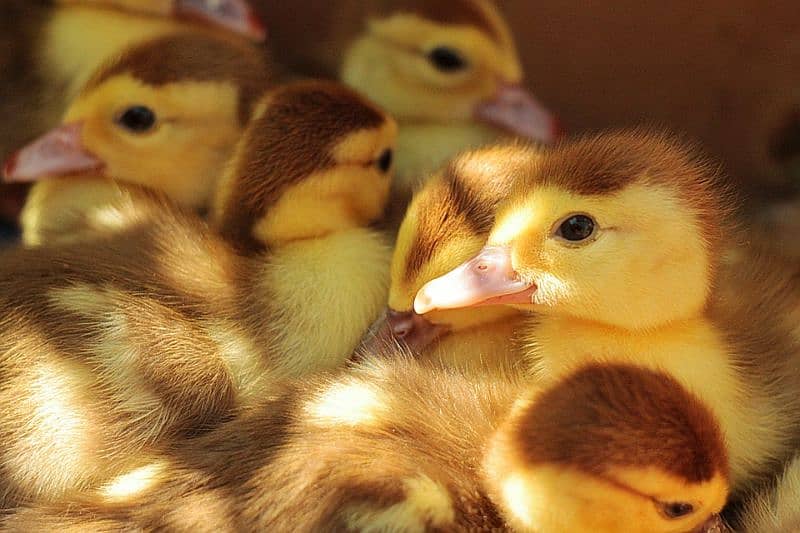 Duck baby/baby Duck/duck chicks/Duck Eggs 3