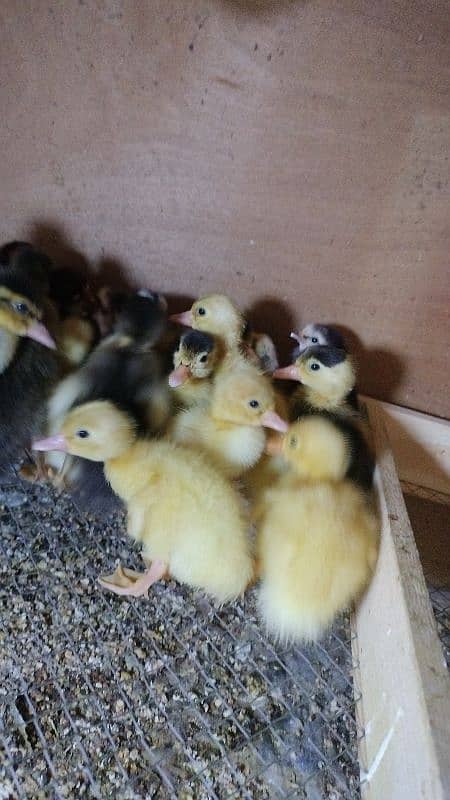 Duck baby/baby Duck/duck chicks/Duck Eggs 5