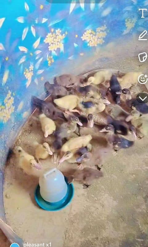 Duck baby/baby Duck/duck chicks/Duck Eggs 7
