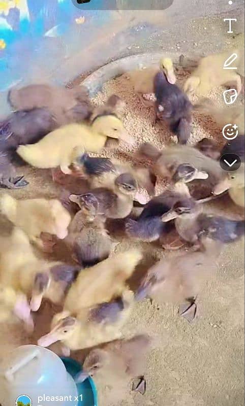 Duck baby/baby Duck/duck chicks/Duck Eggs 8