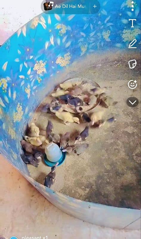 Duck baby/baby Duck/duck chicks/Duck Eggs 9