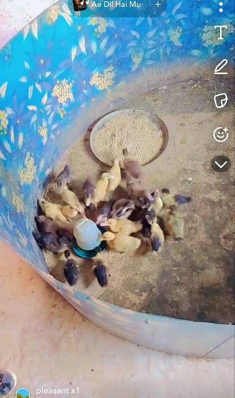 Duck baby/baby Duck/duck chicks/Duck Eggs 10