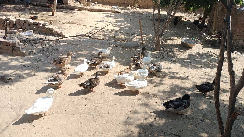 Duck baby/baby Duck/duck chicks/Duck Eggs 12