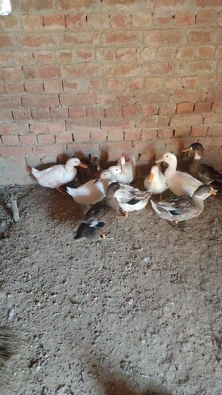 Duck baby/baby Duck/duck chicks/Duck Eggs 13