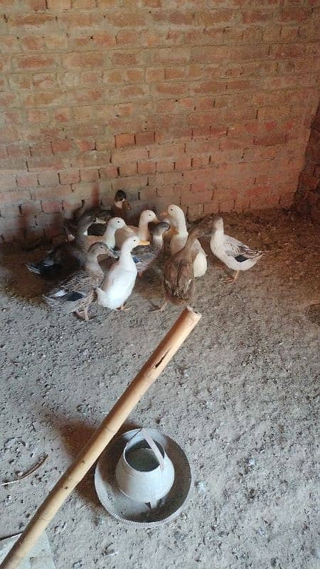 Duck baby/baby Duck/duck chicks/Duck Eggs 14