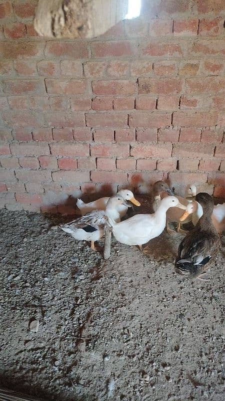 Duck baby/baby Duck/duck chicks/Duck Eggs 15