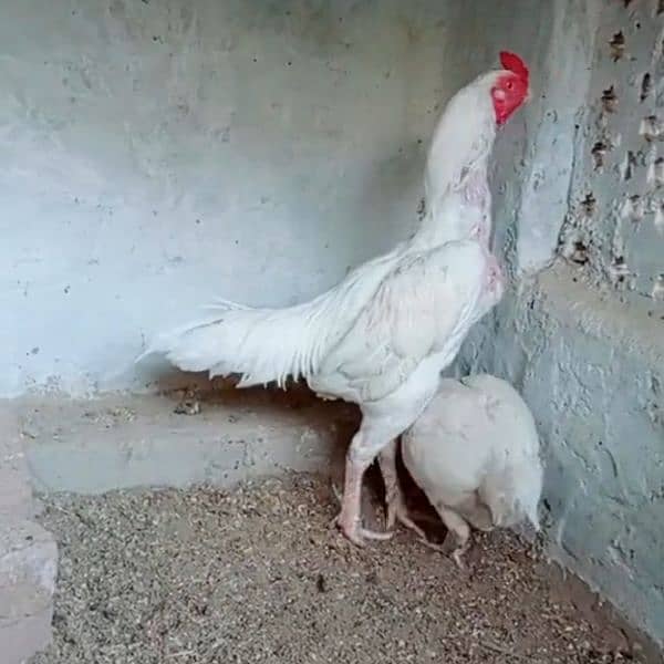 aseel Heera breeder pair 0