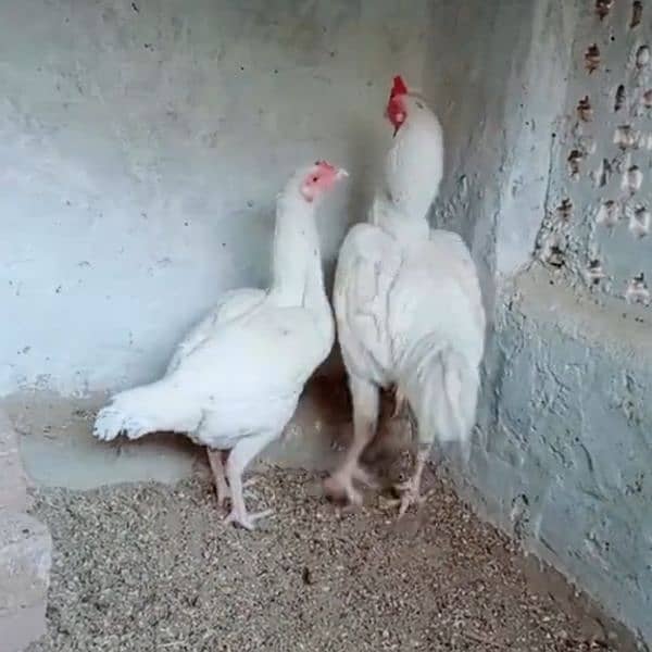 aseel Heera breeder pair 1