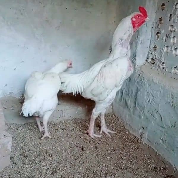 aseel Heera breeder pair 2