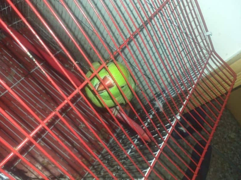 parrot available 0