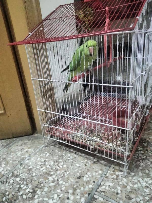 parrot available 2