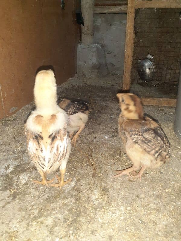 aseel chiks 1.5month age aseel patha age 4month  cocktail breeder pair 0