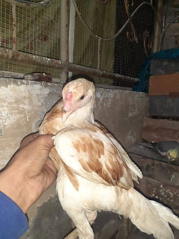 aseel chiks 1.5month age aseel patha age 4month  cocktail breeder pair 2