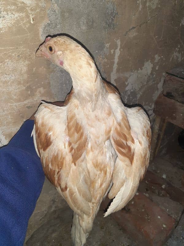 aseel chiks 1.5month age aseel patha age 4month  cocktail breeder pair 3