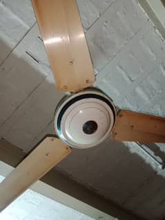 celling fans