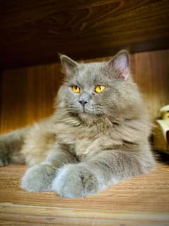 Persian male cat