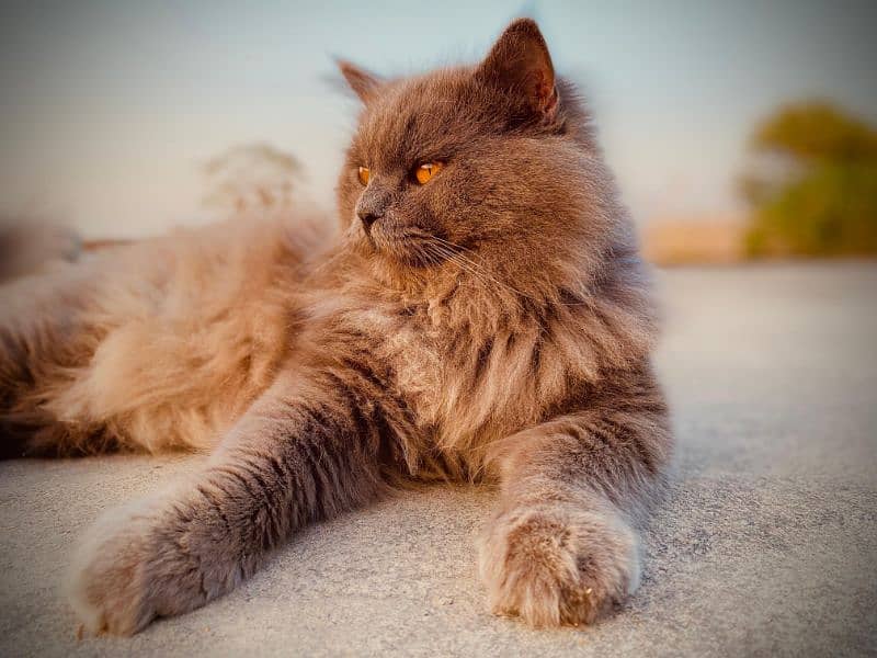 Persian male cat 1