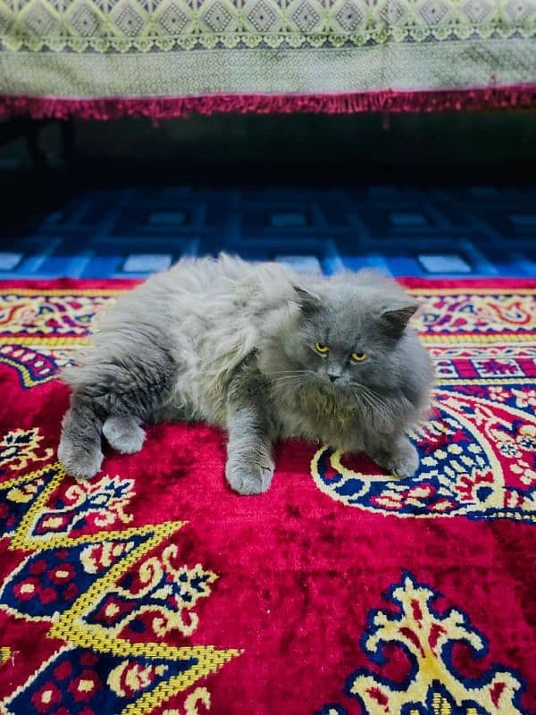 Persian male cat 2