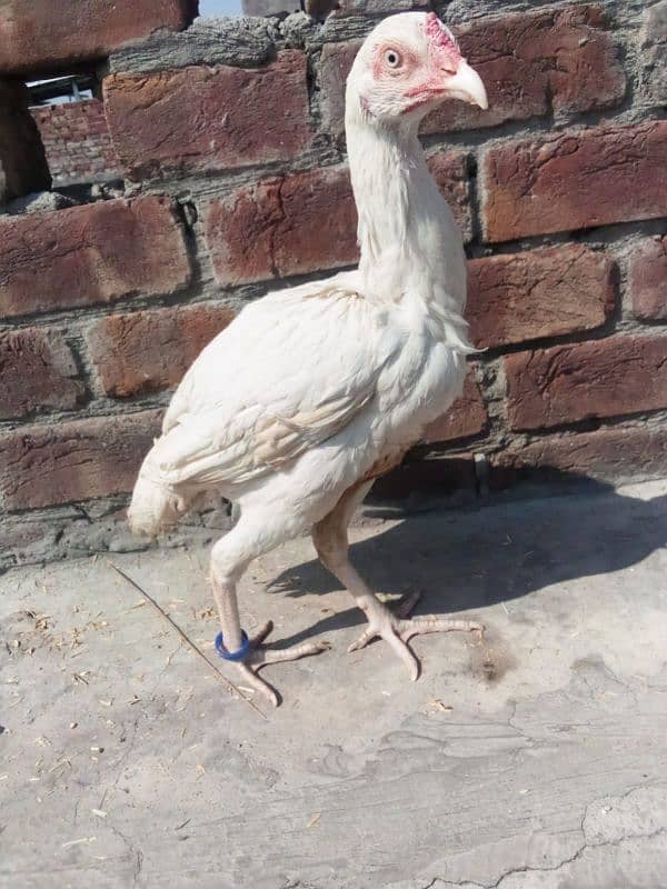 Heera aseel female for sale urgent sale 0