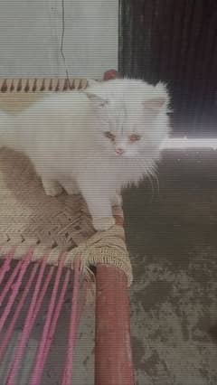 Persian Cat Available 0320/60/96/881 Watsapp