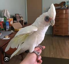 Little corella Cockatoo