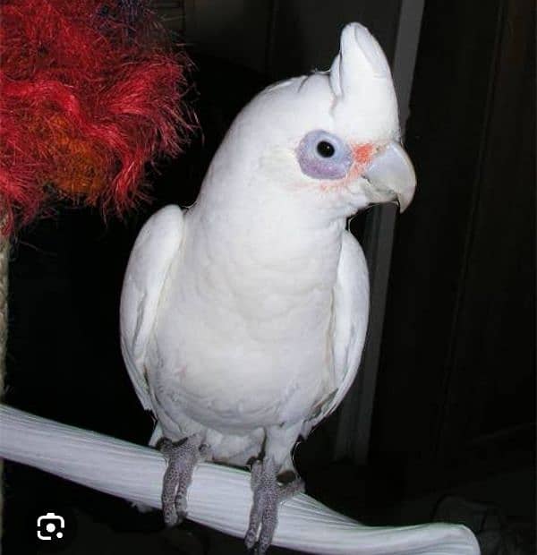 Little corella Cockatoo 1