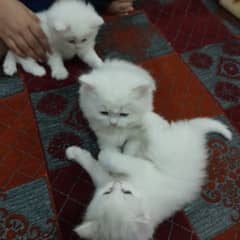 35 days old white persion tripple ciated kittnes