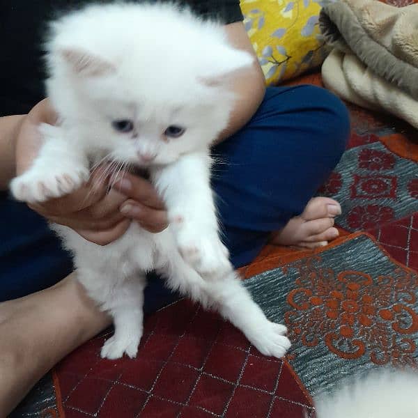 35 days old white persion tripple ciated kittnes 1