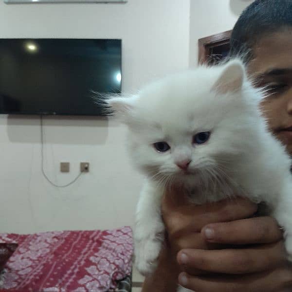 35 days old white persion tripple ciated kittnes 3