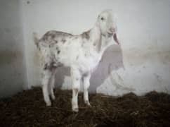 bakra