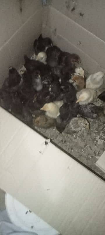 Asterloop hens, fertile eggs and chicks. 2