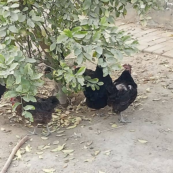 Asterloop hens, fertile eggs and chicks. 4